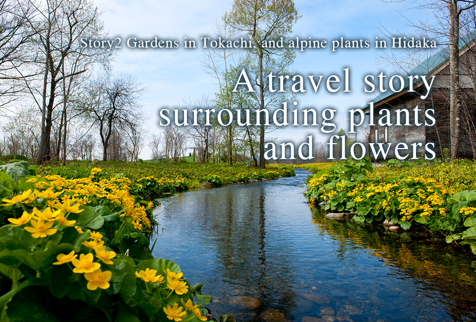 Story2 A travel story surrounding plants and flowers