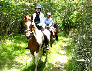 A travel story surrounding a horse