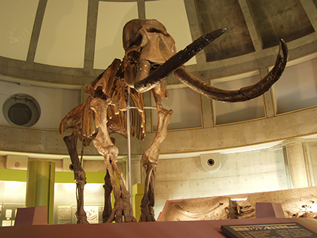 The Churui Museum of Naumann Elephant