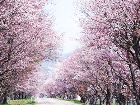 Yushun Sakura Road (Nishicha Sakura trees avenue)