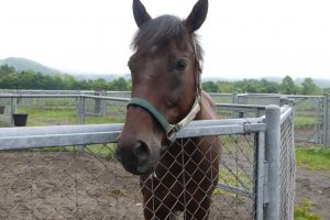 JRA日高育成牧場