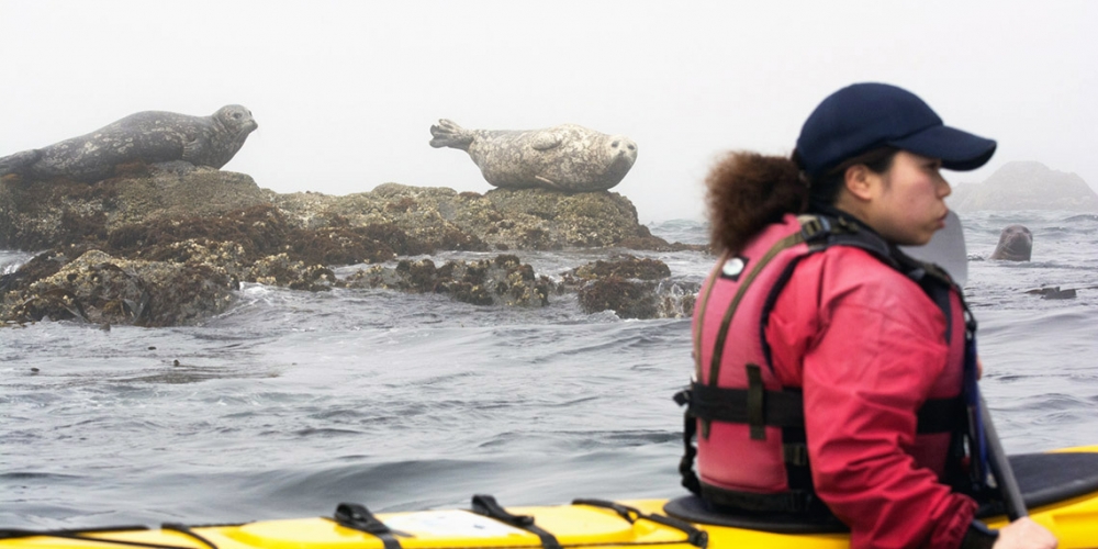 アザラシウォッチクリフカヤックス②