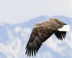 オオワシ・オジロワシウォッチング①