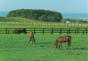 サラブレッドロード