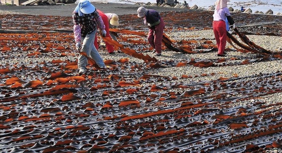 昆布干し風景