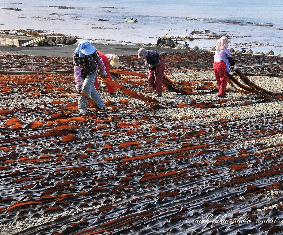 昆布干し風景