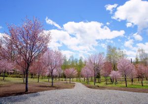 桜六花公園正面